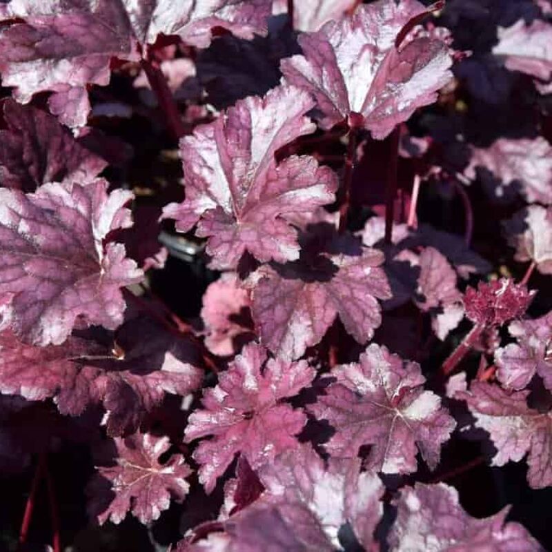 Heuchera 'Plum Pudding'PBR ---